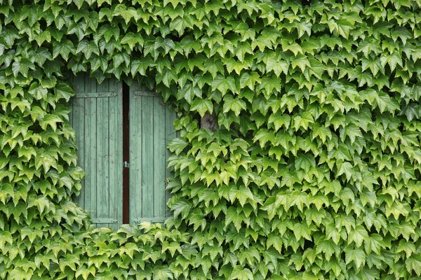 Vines on a wall — Stock Photo, Image