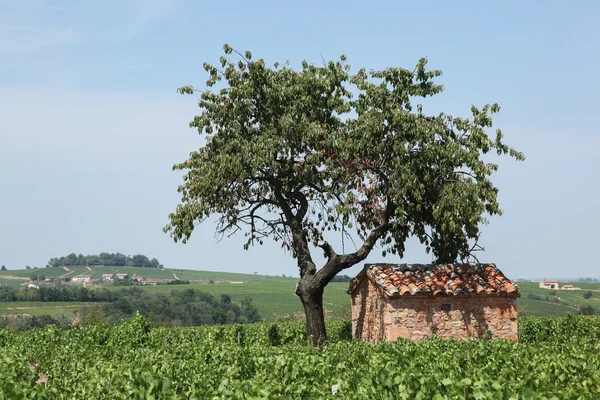 Typical landscape in Beaujolais with stone hut — Stock Photo, Image