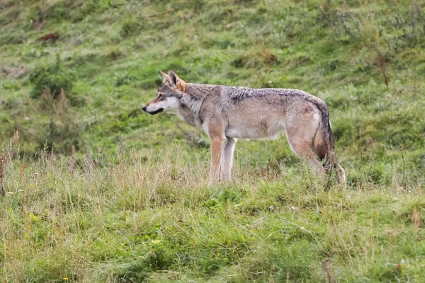 Portrait of a wolf — Stock Photo, Image