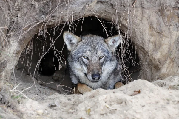 巣穴のオオカミ — ストック写真