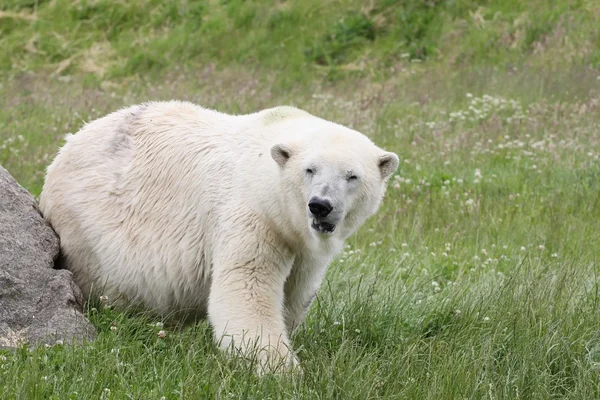 Witte van ijsbeer in de natuur — Stockfoto