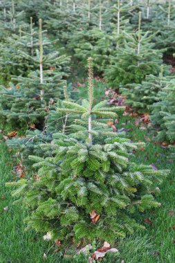 Nordmann fir plantation clipart