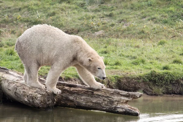 White polar bear — Stock Photo, Image