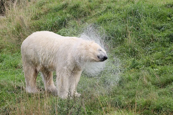 Oso polar blanco agitando la cabeza — Foto de Stock