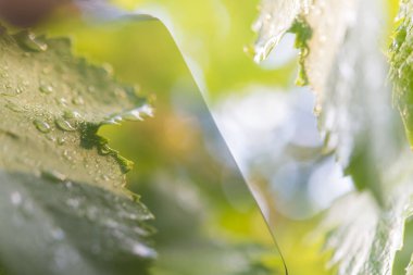 Son zamanlarda günbatımında üzüm yaprağı (üzüm) yağdı