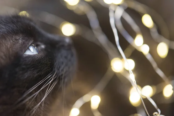 Kot Światłem Czasu Bożego Narodzenia — Zdjęcie stockowe