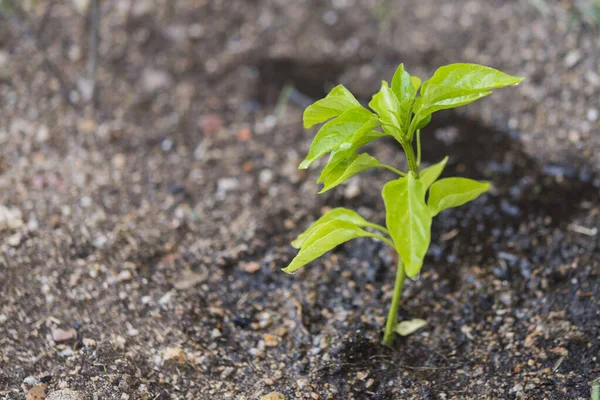 Planta Pimienta Tierra Natural —  Fotos de Stock