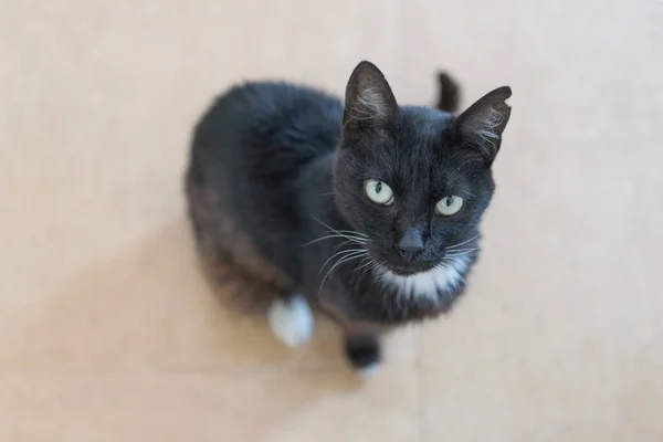 Černá Kočka Sedí Doma — Stock fotografie