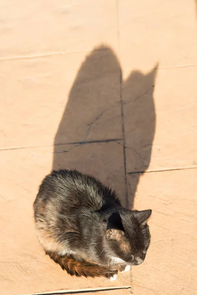 Black Cat Está Sentado Casa — Fotografia de Stock