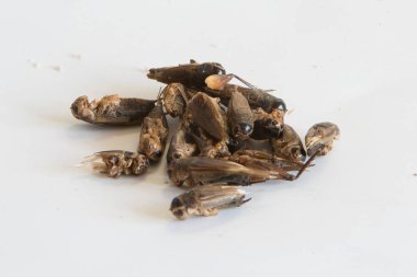 Kriket besin beyaz arka plan