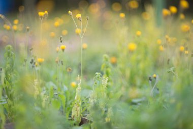 Güneş ışınlı papatya bitkileri
