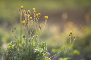 Güneş ışınlı çay bitkileri