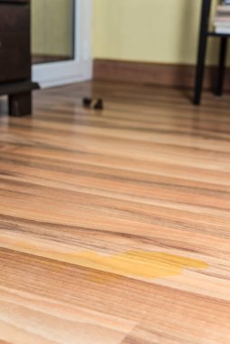 Köpek evde işeyip kakasını yaptı.