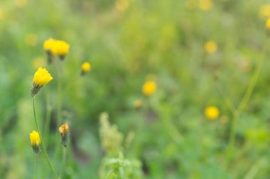 Güneş ışınlı bitkiler yakın.