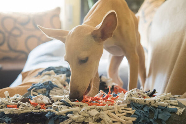 olfactory mat for dog close up