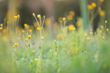 Güneş ışınlı bitkiler yakın.