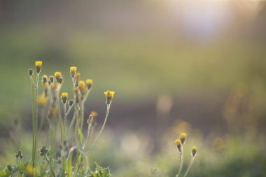 Güneş ışınlı bitkiler yakın.