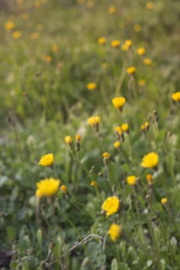 Güneş ışınlı çay bitkileri