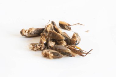 Kriket besin beyaz arka plan