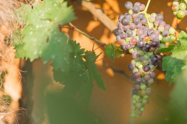 Gün batımında üzüm bağları. Sonbaharda olgun üzümler.
