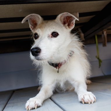 Jack Russell Teriyeri