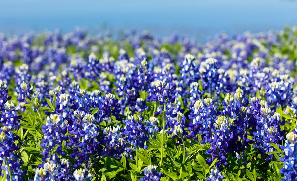 Bluebonnets muito Texas — Fotografia de Stock