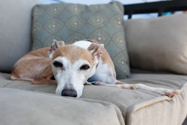 Italiano Greyhound descansando — Fotografia de Stock