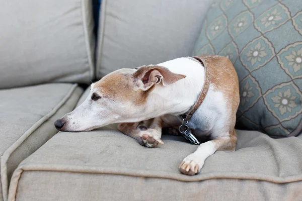 Italian Greyhound resting — Stock Photo, Image