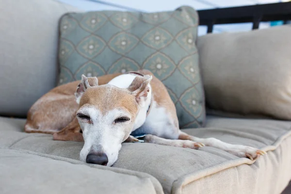 Chien gris italien au repos — Photo