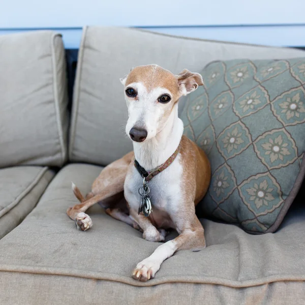 Italiano Greyhound descansando — Fotografia de Stock