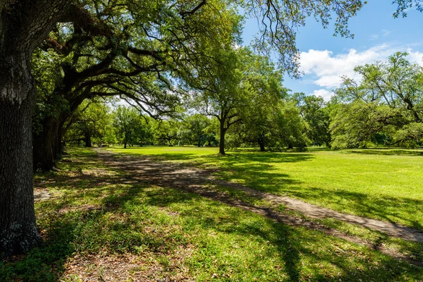 Audubon Park New Orleans — Stok fotoğraf