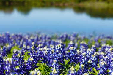 Güzel Texas Bluebonnets
