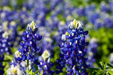 Güzel Texas Bluebonnets