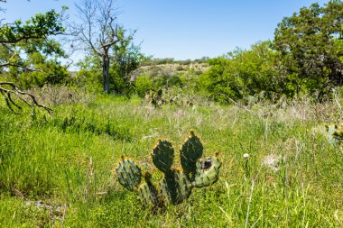 Texas Hill Country