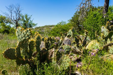 Texas Hill Country