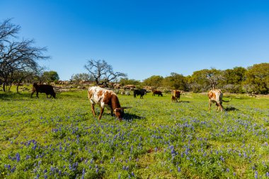 Texas sığır otlatma