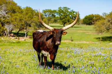 Güzel longhorn boğa