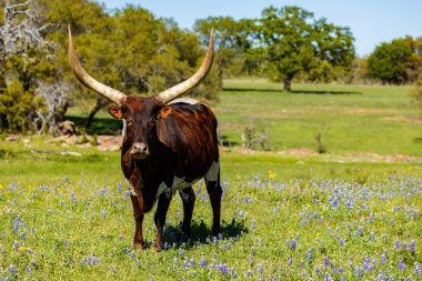 Güzel longhorn boğa