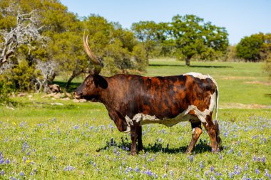 Güzel longhorn boğa