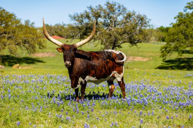 Güzel longhorn boğa
