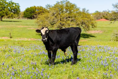 Texas inek portre