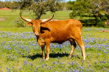 Güzel longhorn inek