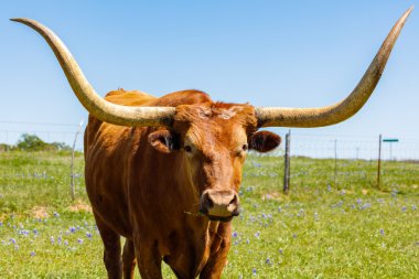 Güzel longhorn boğa