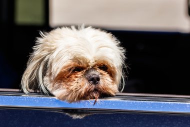 şirin shih tzu