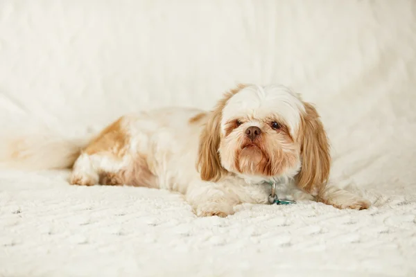 Söta shih tzu — Stockfoto