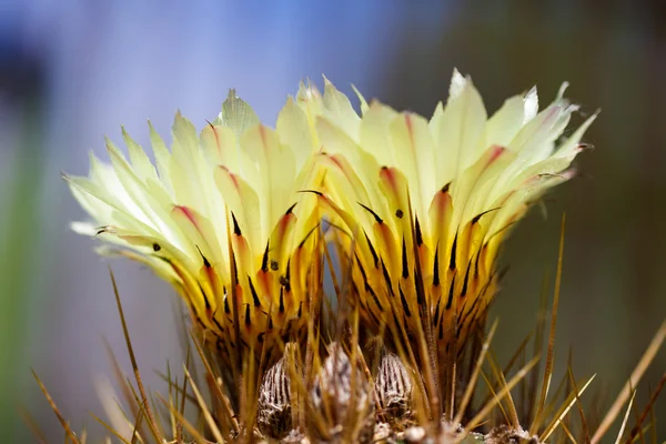 Szép kaktusz virága — Stock Fotó