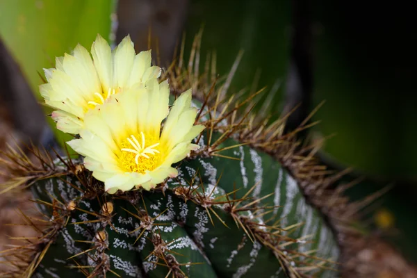 Kwitnąca roślina kaktusowa — Zdjęcie stockowe
