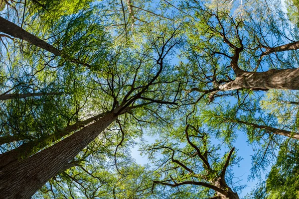 Majestuosos cipreses — Foto de Stock