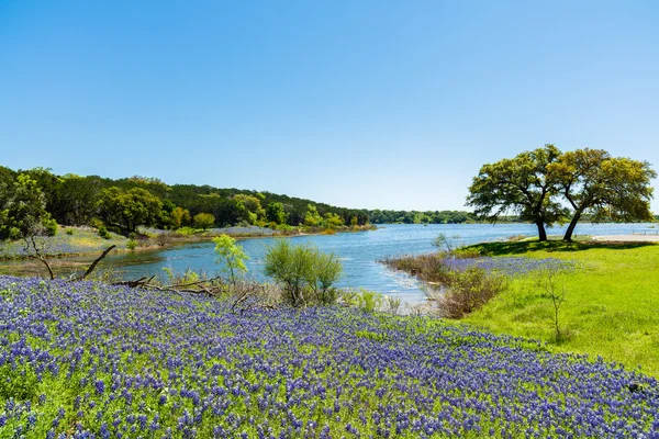 Bluebonnets belo Texas — Fotografia de Stock