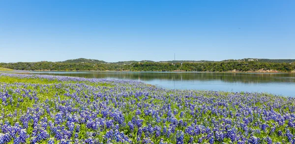 Krásný Texas Bluebonnets — Stock fotografie